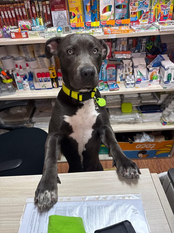 Dog browses an art supply shop in Aksakovo