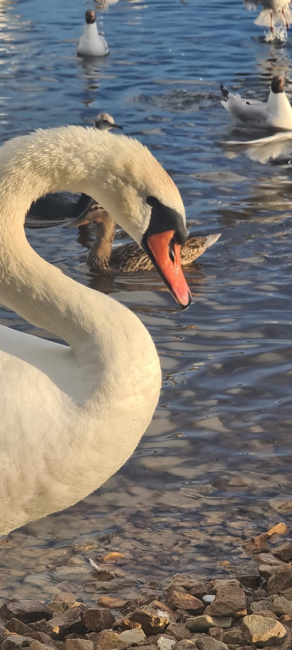 Swans, cygnets, and a rainbow on the Daugava River
