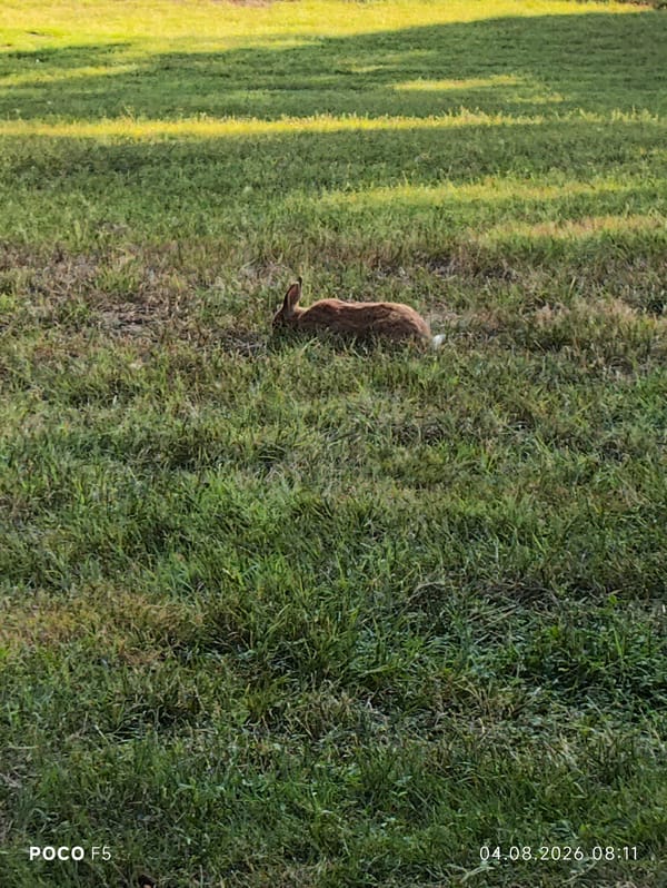 Cane Corso and rabbits share a quiet Collecchio park morning