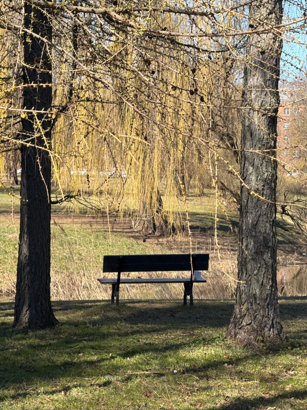 Spring awakening observed in Riga park with blooming trees