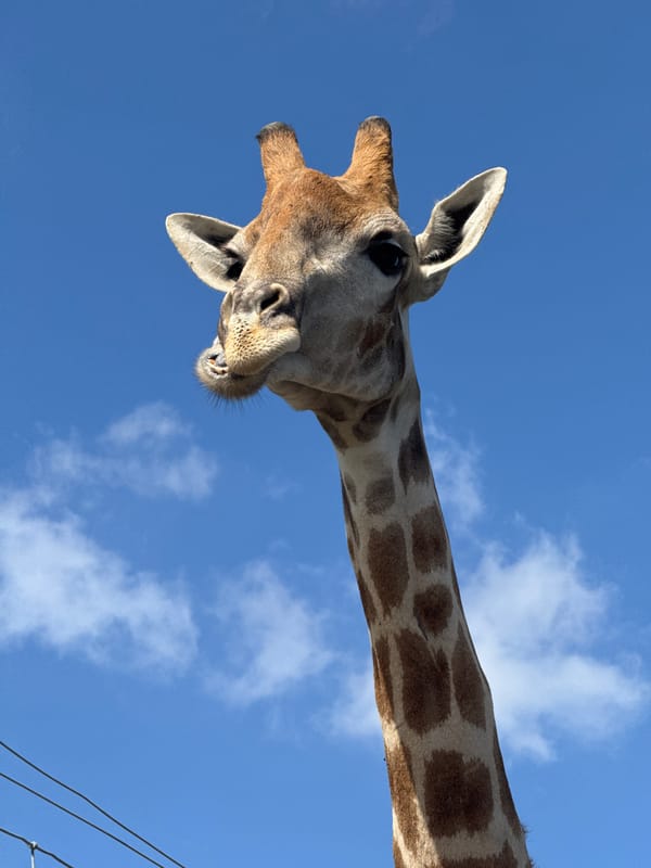 Giraffe spotted in enclosure in Stellenbosch, South Africa