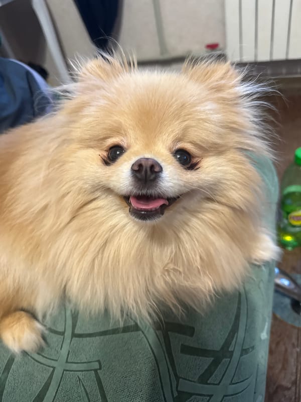 A Pomeranian's lazy evening at home, thoroughly documented