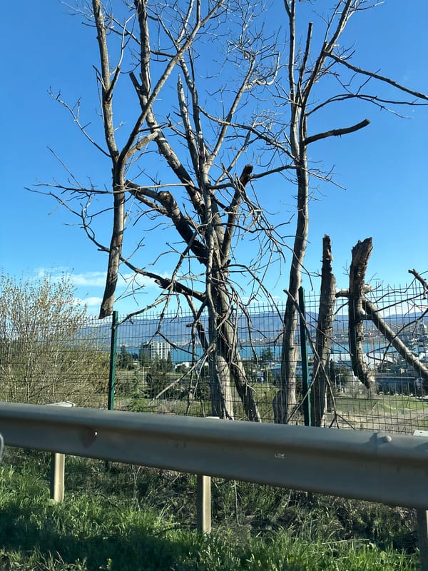 Roadside tree and fenced water body observed in Tbilisi