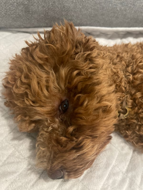 Brown poodle naps, rides in a tote bag, lives its best life