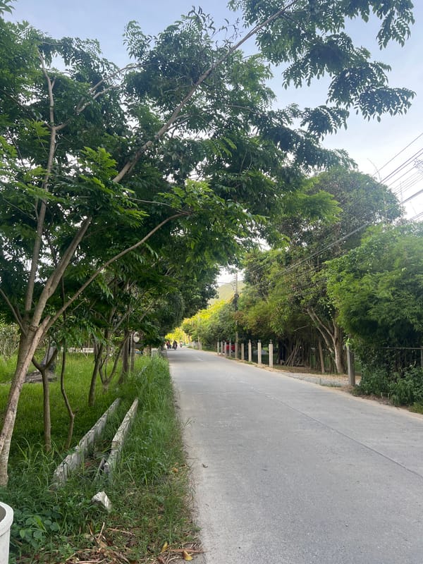 Rural Koh Phangan: roads, palms, cattle, and a snake