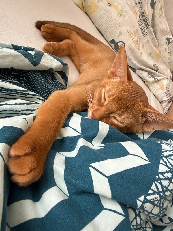 Cozy morning bed moments with a sleepy orange cat