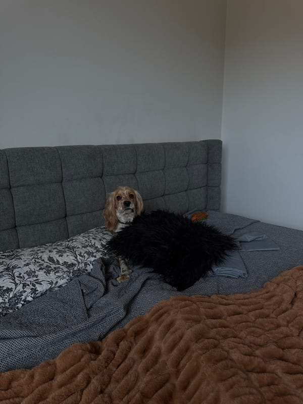 Dog rests comfortably on sofa in Puebla home