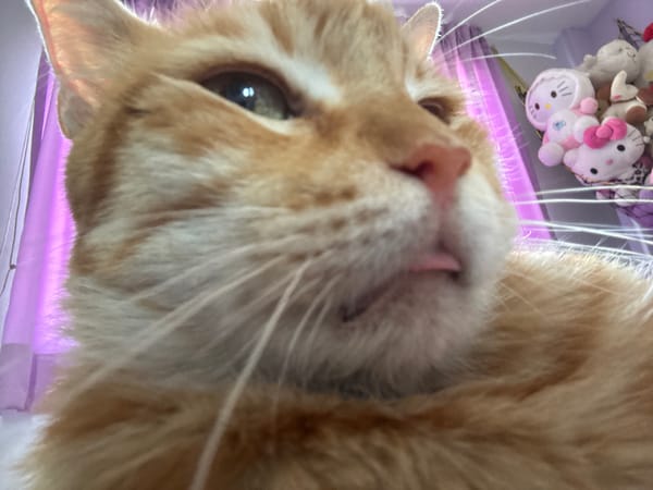 Orange tabby cat photographed in close-up in Peru