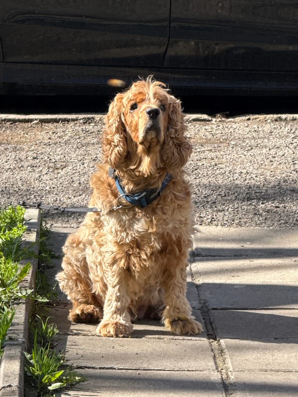 Cocker Spaniel rests on Sofia sidewalk in afternoon sun
