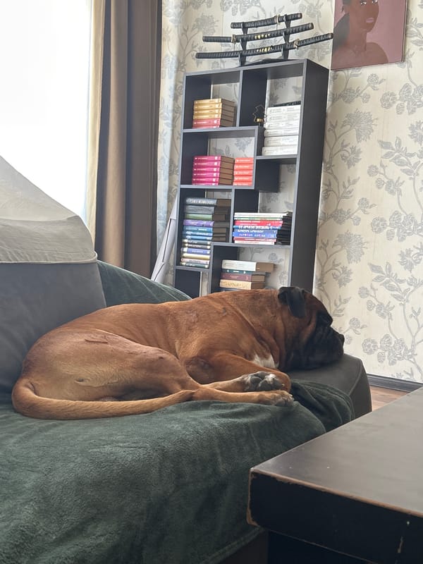 Boxer dog naps on a couch under a green blanket