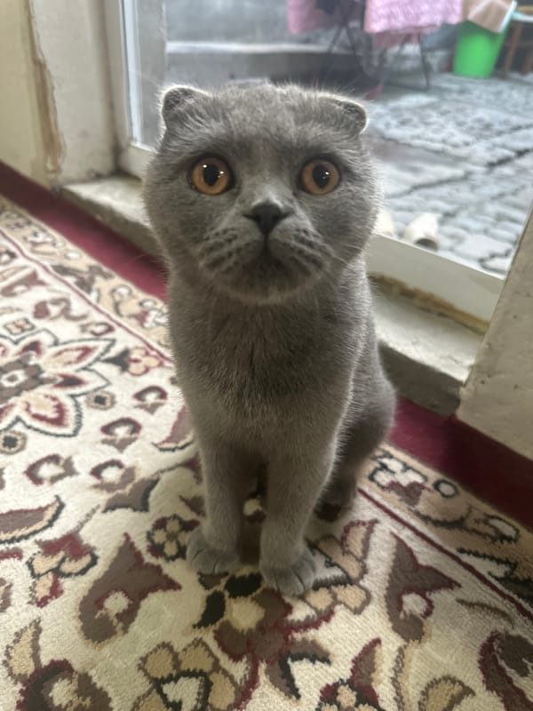 Grey Scottish Folds and random snaps from a Tashkent afternoon