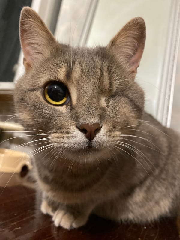 An hour with the cats: napping, grooming, and staring at the camera