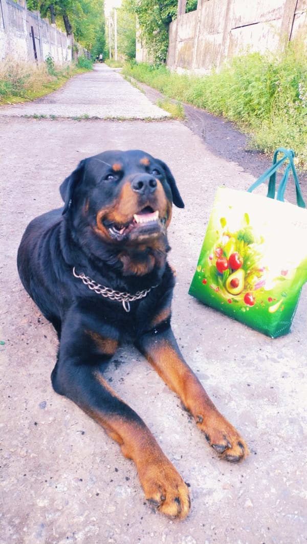 Rottweiler resting near a park in Horishni Plavni at dusk