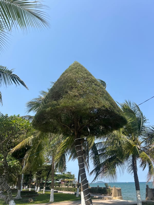 Morning stroll documented along palm-lined streets in Nha Trang