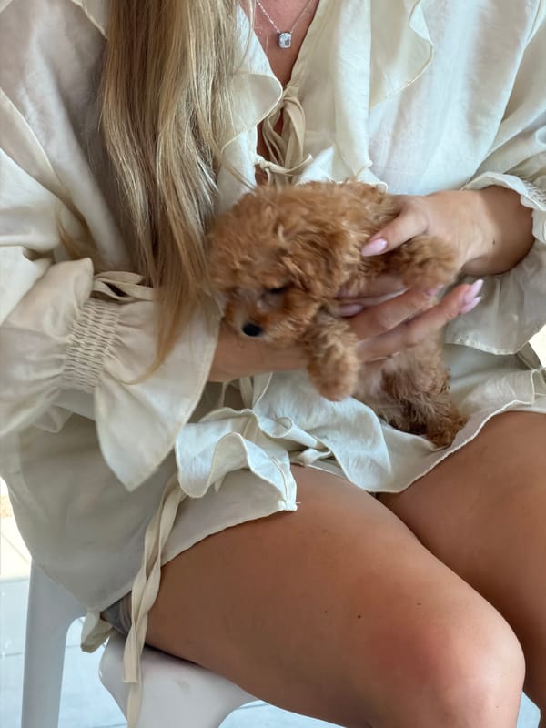 Poodle puppy gets lots of love in a Thep Krasatti waiting room