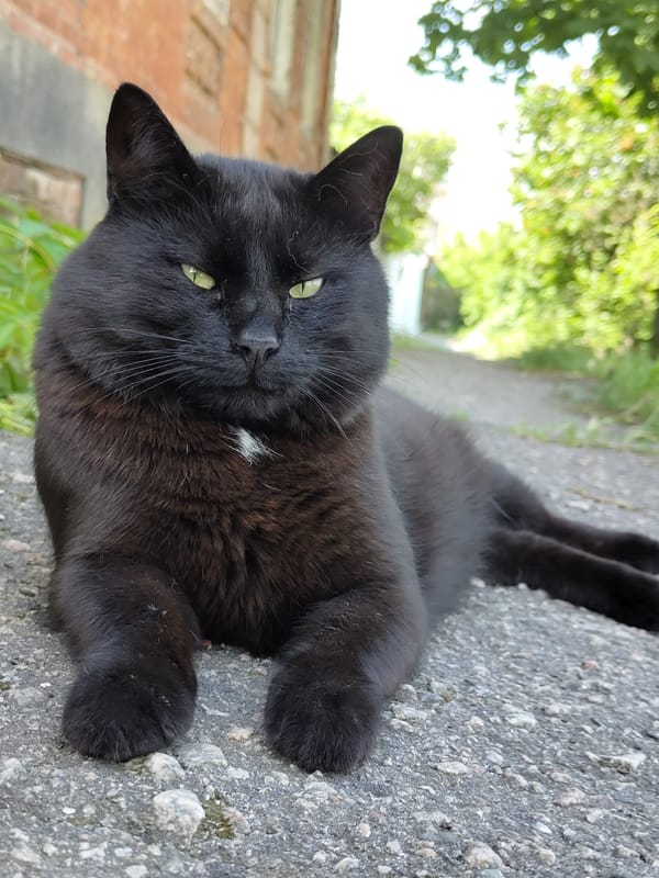 Black cat with green eyes spotted on pavement