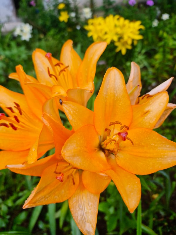 Wet garden blooms and a rainy day out