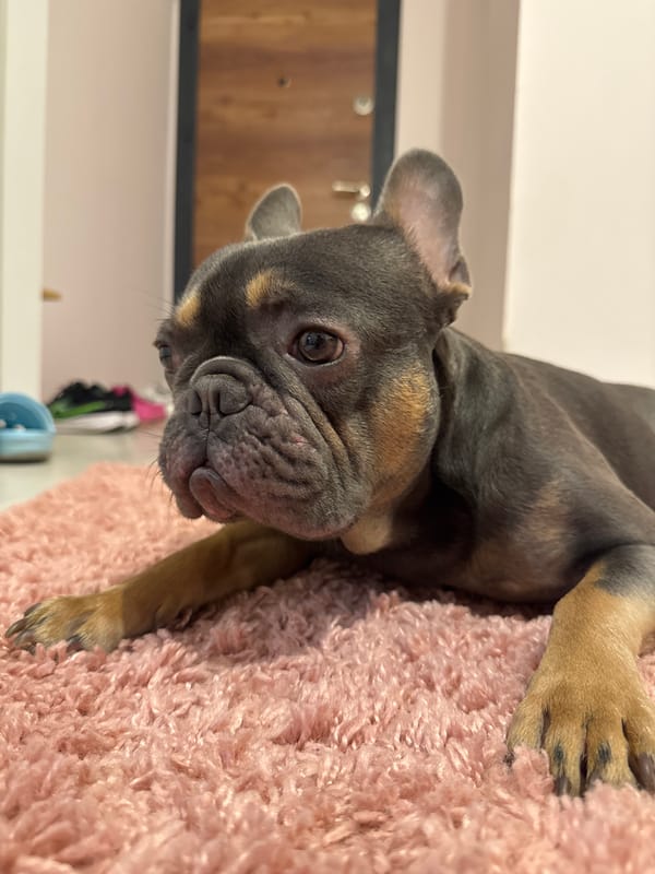 Pets captured at rest in Burgas home