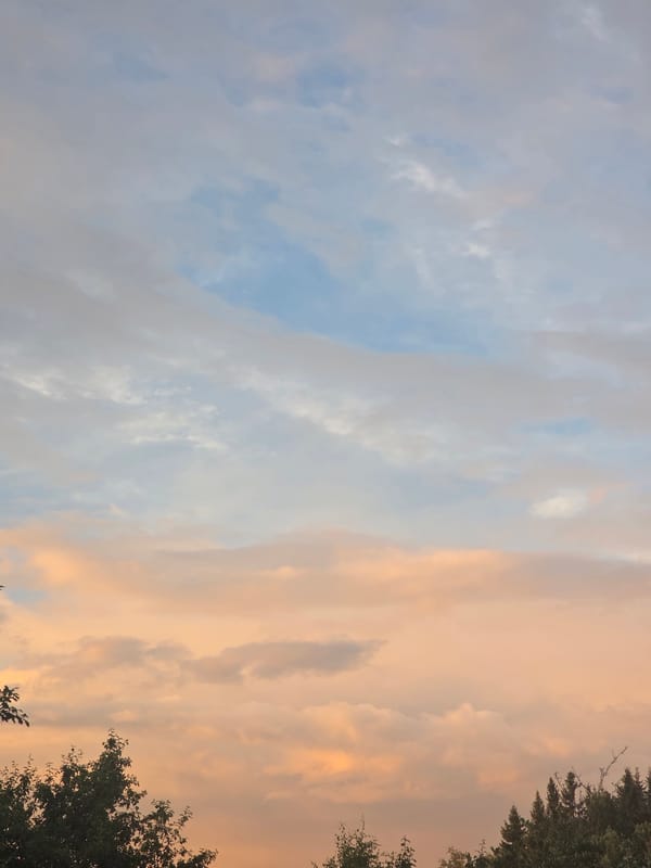 Summer afternoon in Frolovo: roses, big skies, and a Sphynx cat