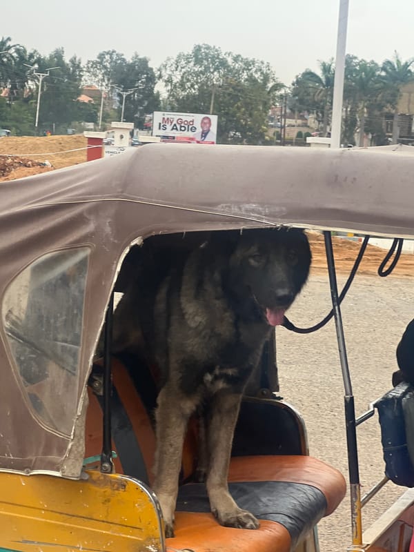 Dog rides in auto-rickshaw in Jos, Nigeria