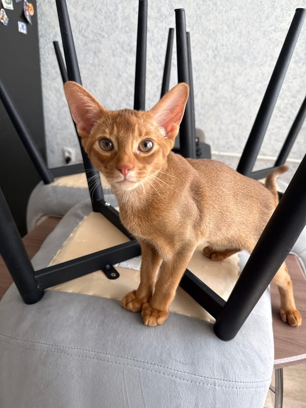 Ginger cat's lazy morning in a Stary Oskol apartment