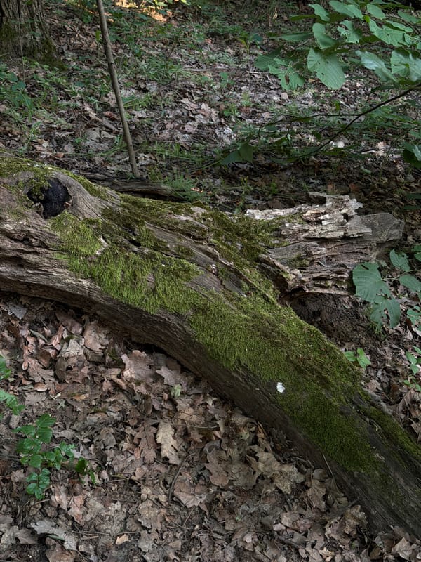 Moss-covered fallen tree documented in Serbian forest