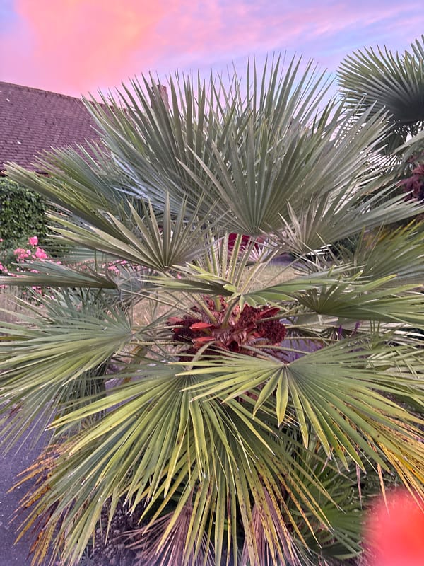 Garden plants and street scenes near The Tulip at dusk