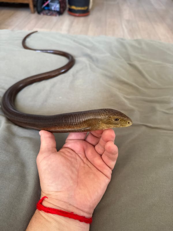 Person handles legless lizard in documented wildlife encounter