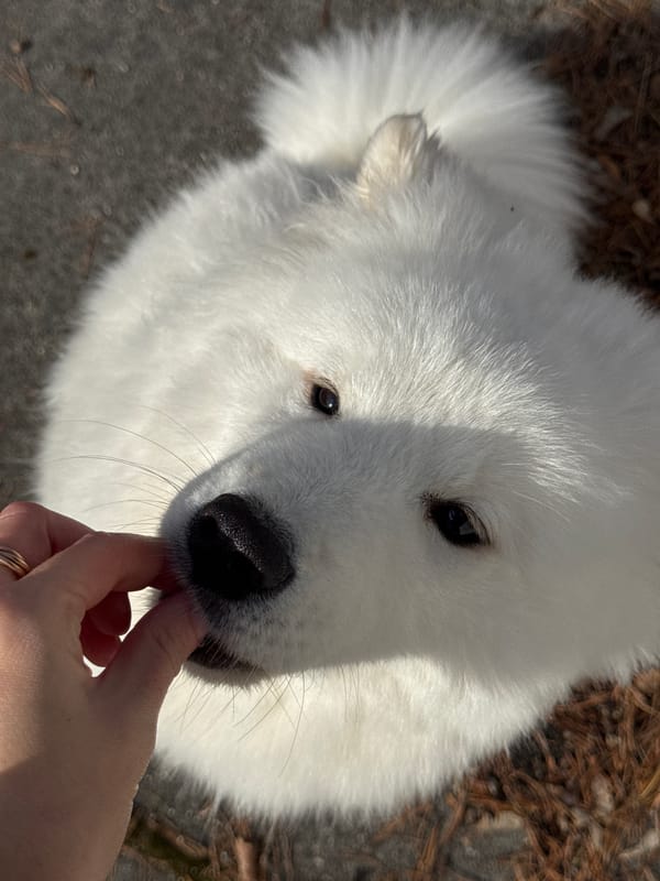Person plays with white dog in Chaikovsky, Russia