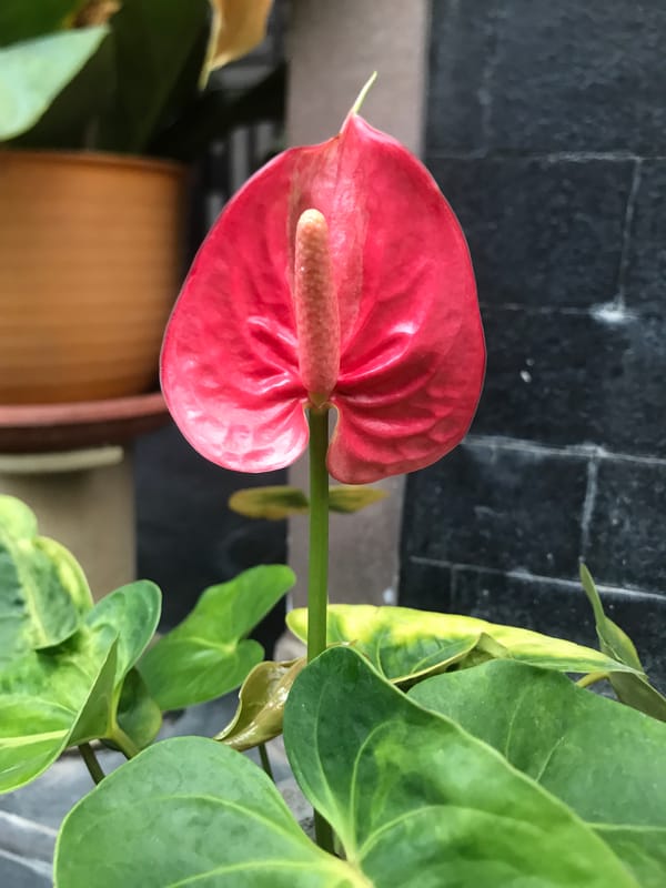 Lhokseumawe resident documents flowers, fruit trees, indoor lighting