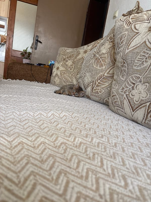 Tabby kitten spends morning lounging on couch in Radilovo
