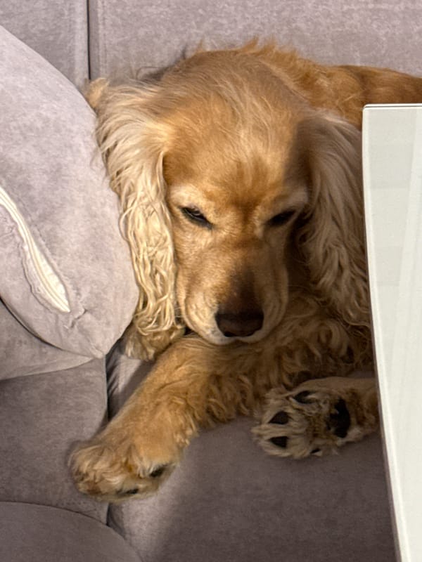 Golden dog sleeps peacefully on couch in Burgas home