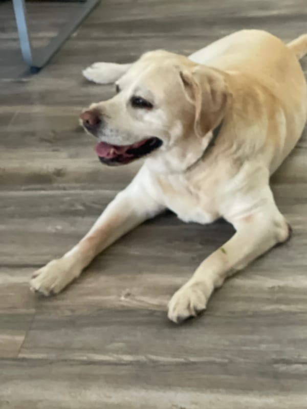 Quiet afternoon moments with golden lab in Varna home