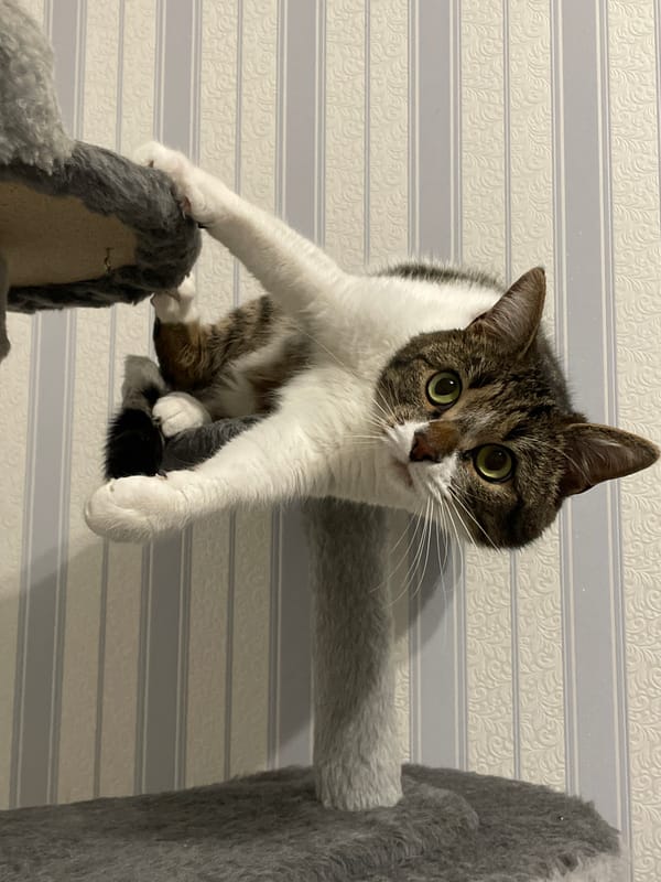 Woman bonds with tabby cat on cat tree in Izhevsk home