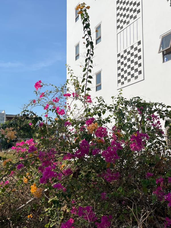 Bougainvillea and scooters outside a checkered building