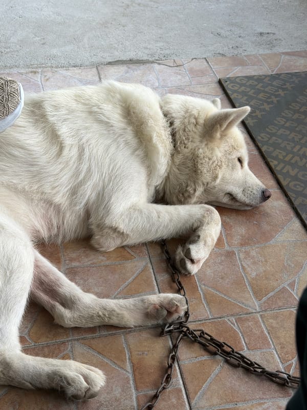 Slow afternoon in Tsarevo: a dog, a balcony, nowhere to be