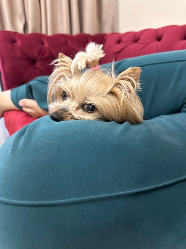 Small dog with pink hair tie snuggles with owner in Sofia