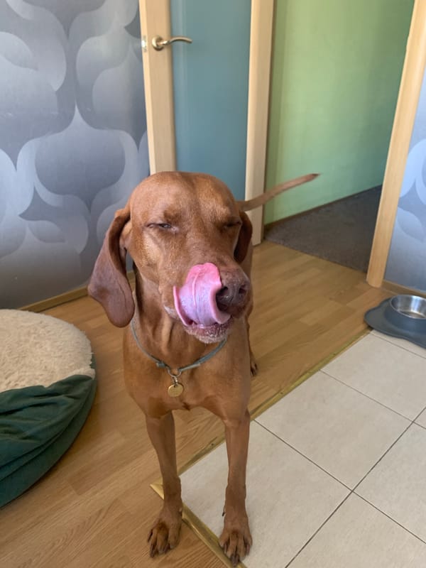 Brown dog rests indoors in Saint Petersburg home