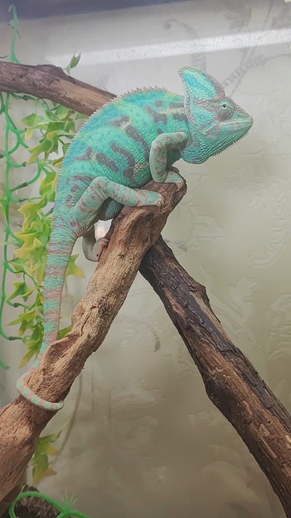 Chameleons, dogs, and houseplants at a Sochi home