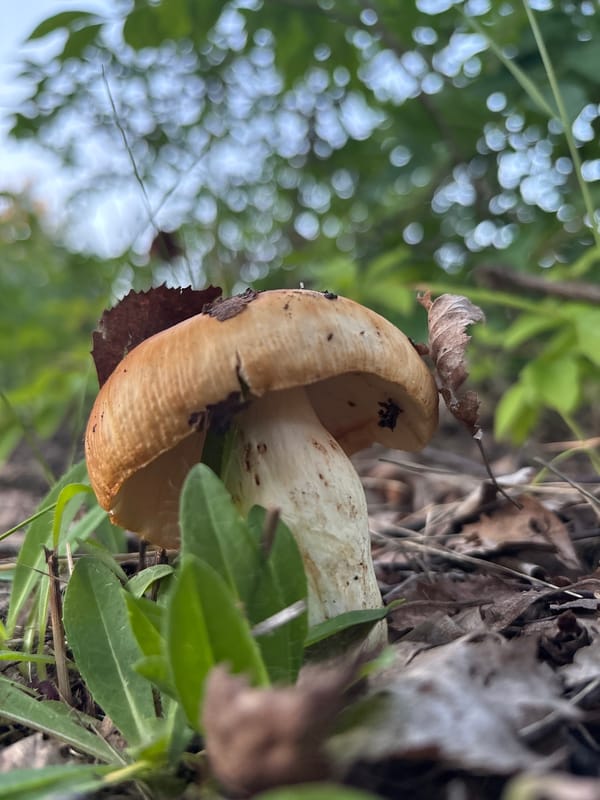 Foraging for wild mushrooms in a Finnish forest