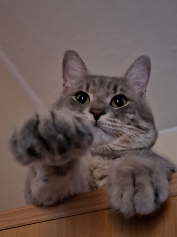 Gray tabby cat plays around furniture in Novi Sad home