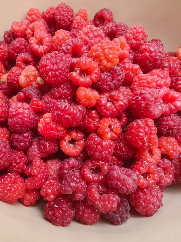 Home garden and small animals: produce, rabbits, and chickens