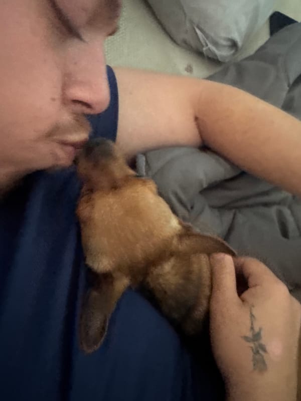 Quiet morning moments with pet dog captured in Yambol home