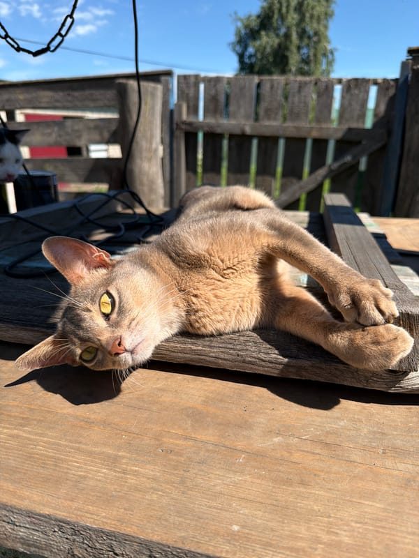 Cats lounging and roaming a rural Russian property on a summer morning