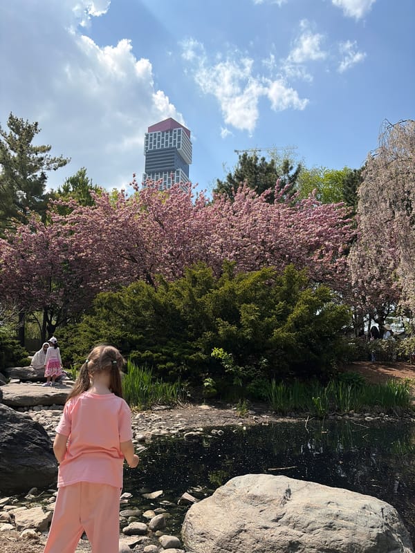 Cherry blossoms draw families to Mississauga's Kariya Park