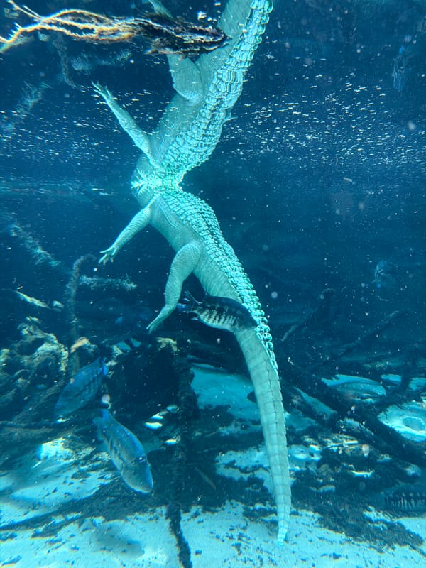 Morning tour of Beauval Zoo's reptiles and big cats