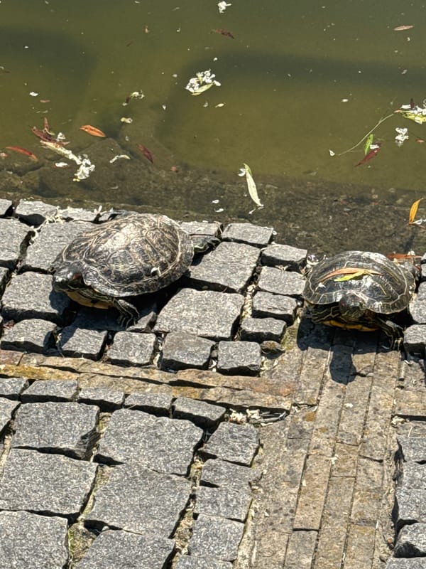 Turtles, swans share pond space at Vinnytsia university park