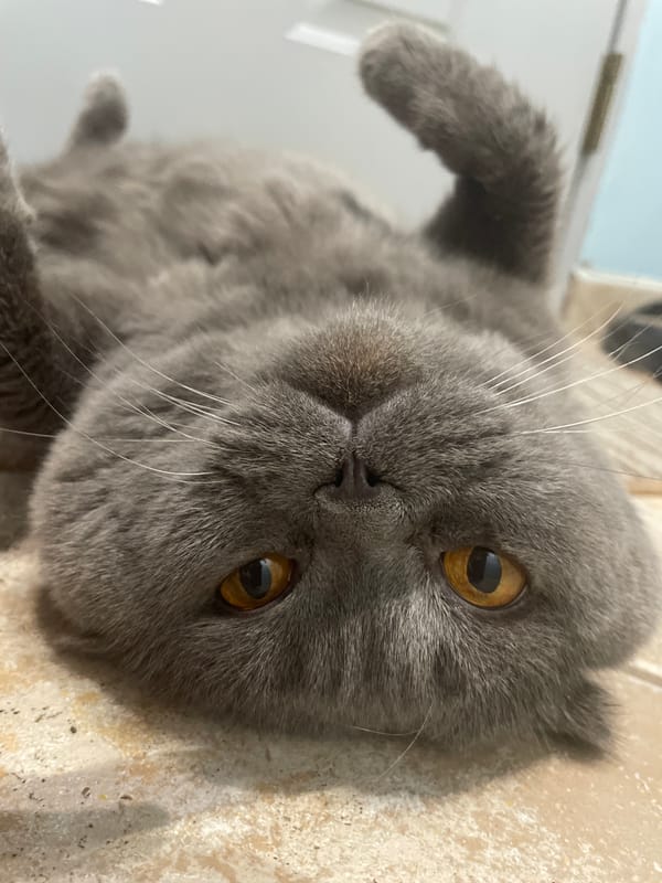 Gray cat relaxes on tiled floor, receives pets indoors