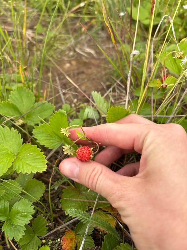 Wild strawberry foraging in the Kurgan countryside