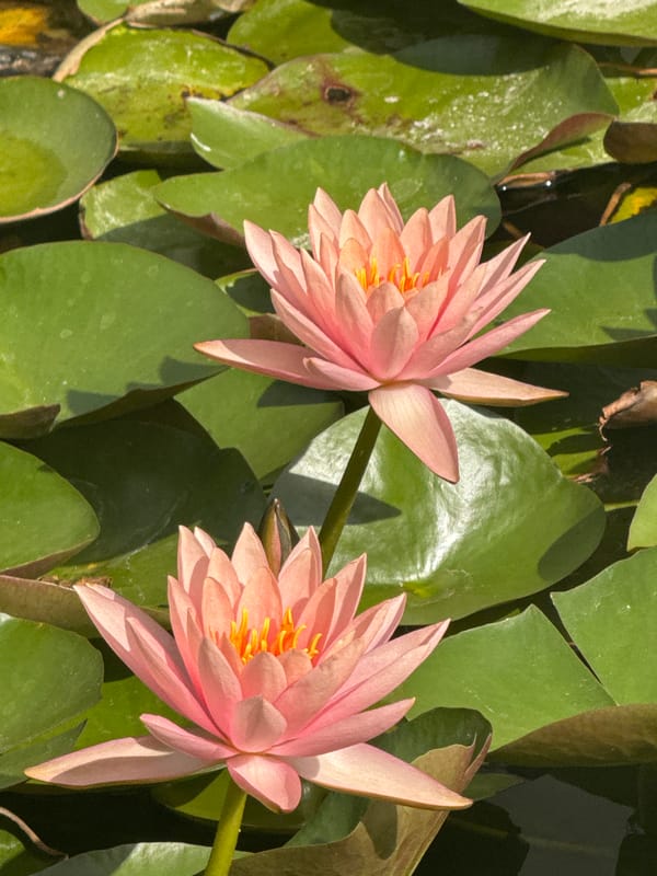 Water lilies and street flora in Netanya